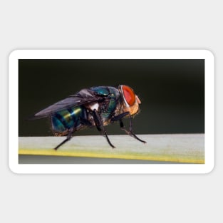 Fly Sticker